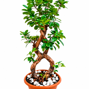 Ficus Microcarpa Ginseng Bonsai