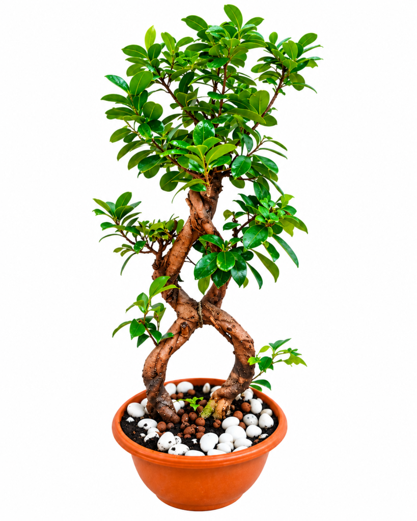 Ficus Microcarpa Ginseng Bonsai