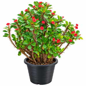Euphorbia Milii Flowering Plant