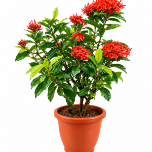 Red Ixora Plant (Jungle Geranium)