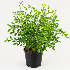 Murraya Paniculata – Green Ornamental Shrub