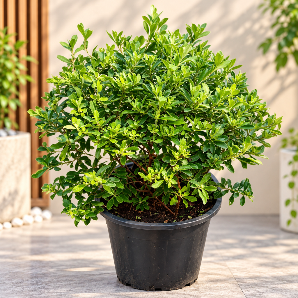Leucophyllum