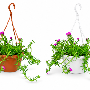 Pink Portulaca Hanging Basket (1 Peace)