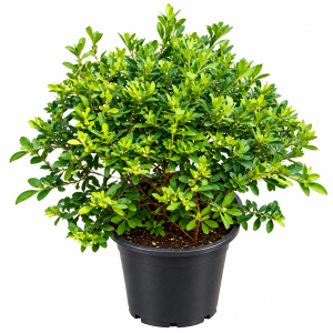 Leucophyllum