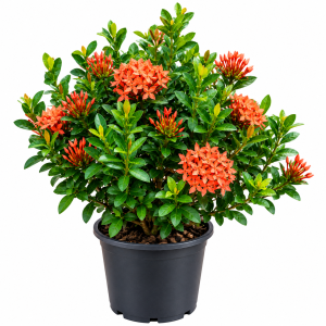 Orange Dwarf Ixora Flowering Plant