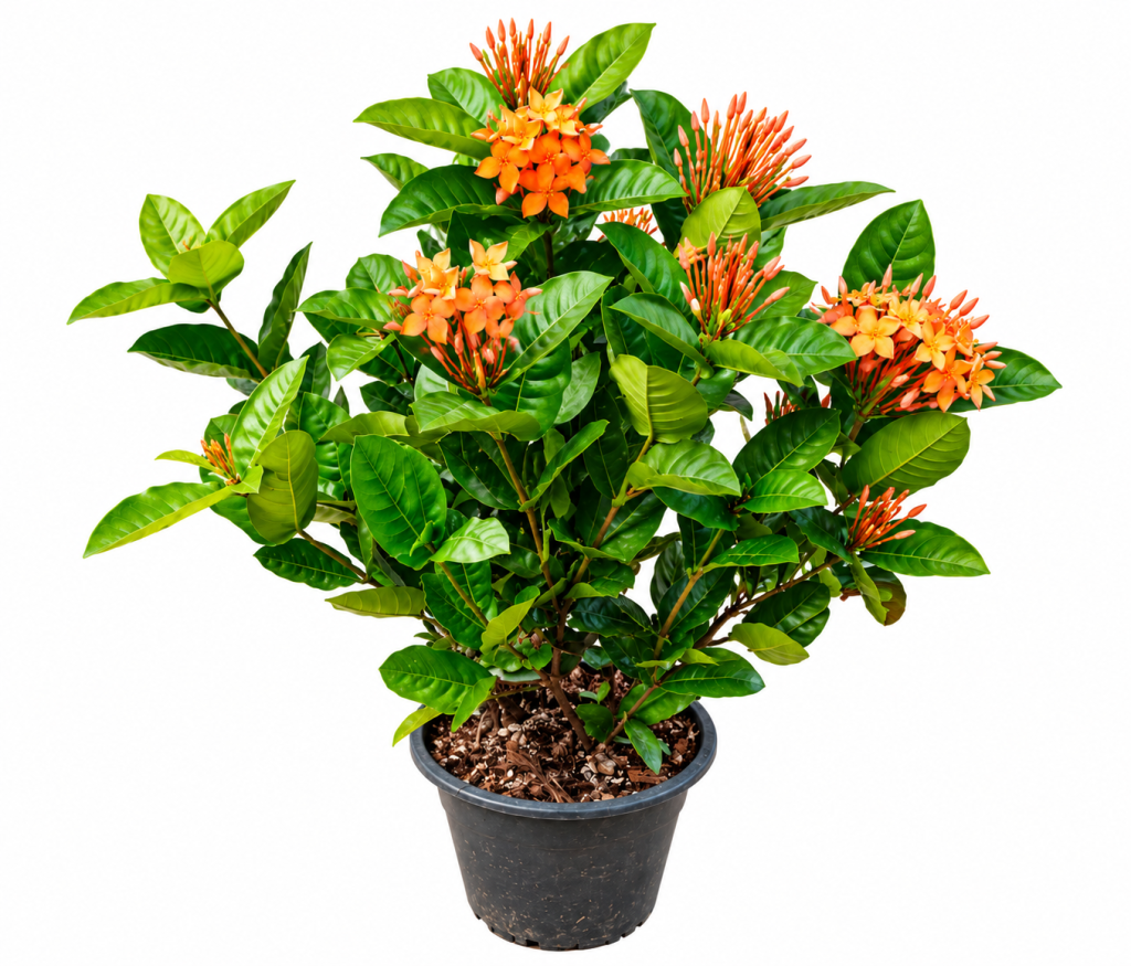 Orange Ixora Flowering Plant