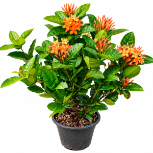 Orange Ixora Flowering Plant