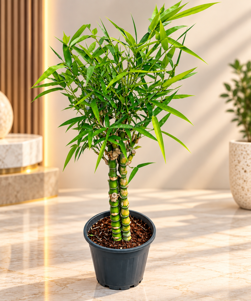 Dracaena sanderiana-3pp