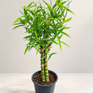 Dracaena sanderiana-3pp