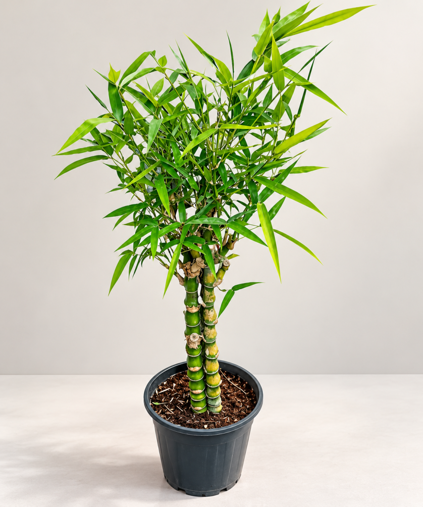 Dracaena sanderiana-3pp