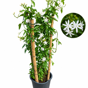 Jasminum multiflorum