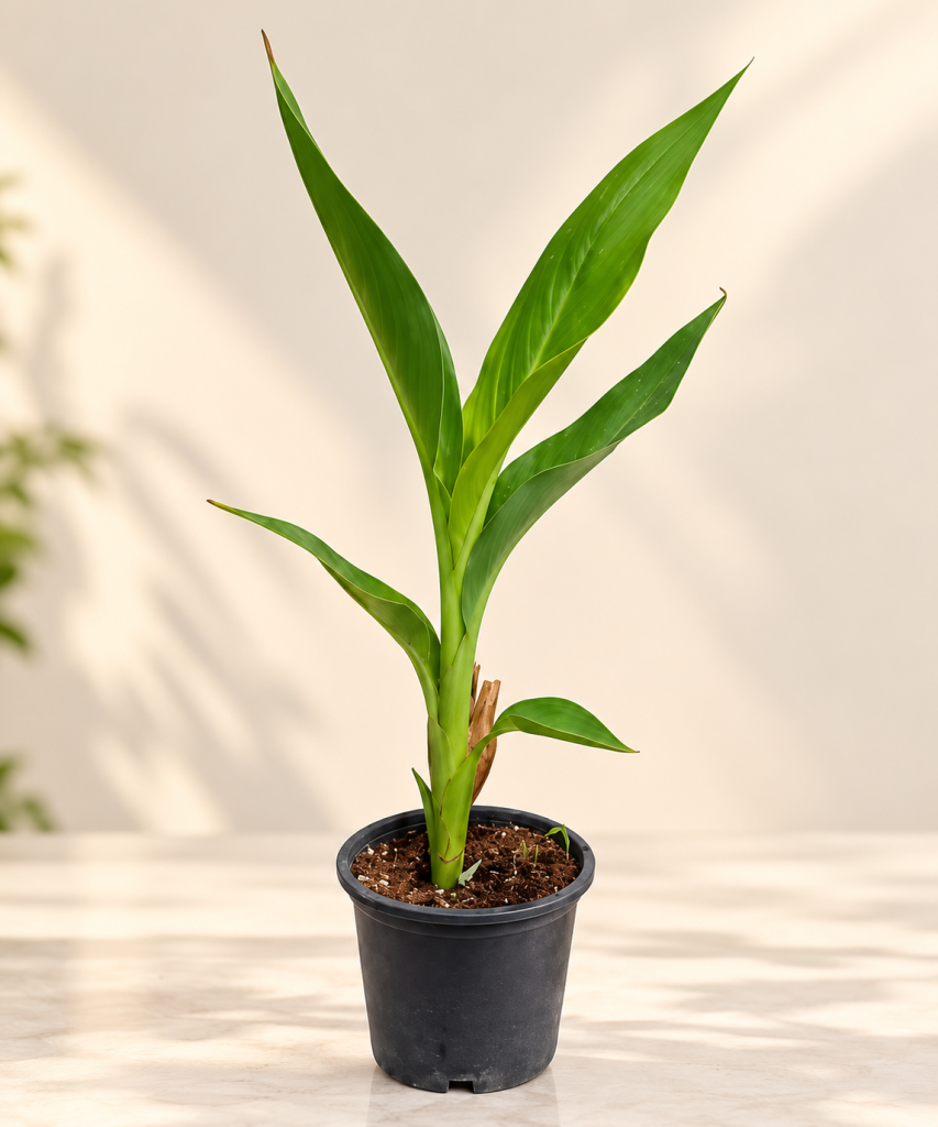 Green Canna Lily (likely)