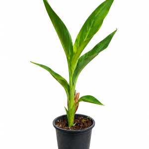 Green Canna Lily (likely)