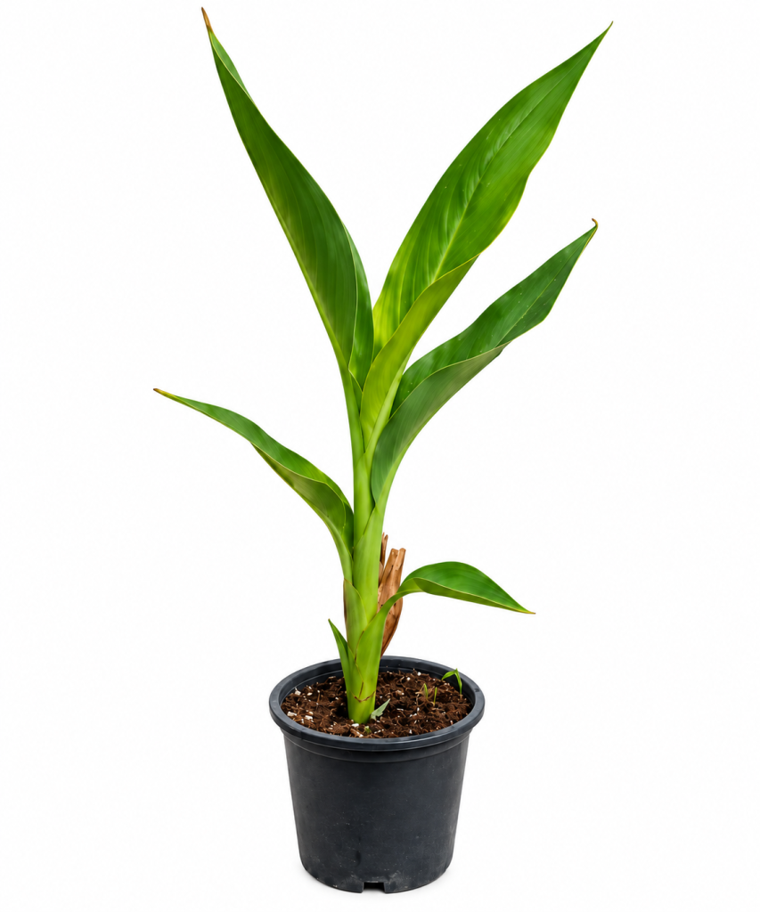 Green Canna Lily (likely)