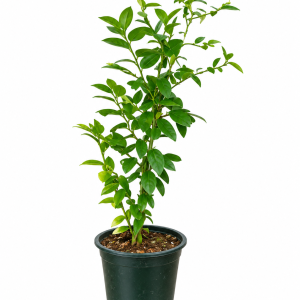 Ficus Microcarpa