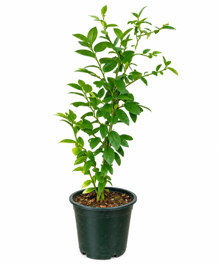 Ficus Microcarpa