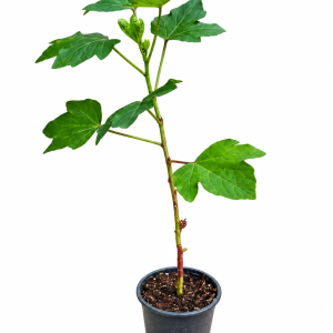 Fig Tree (Anjeer Plant)