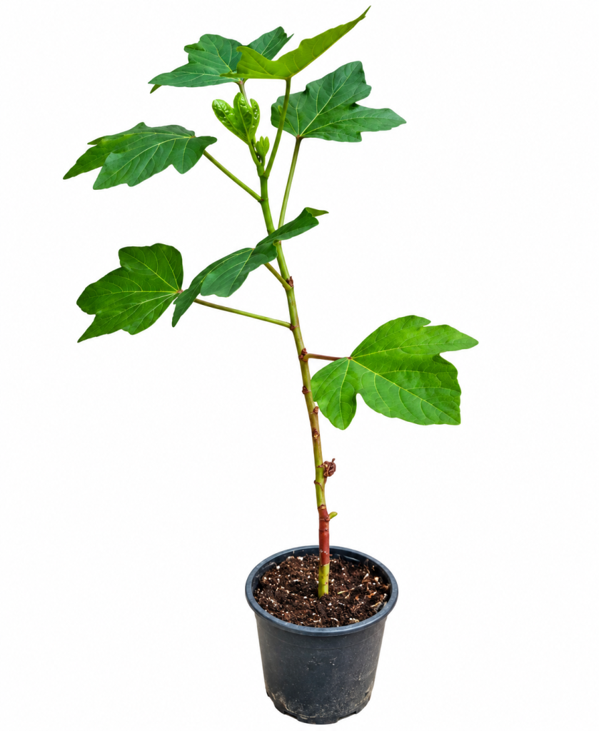 Fig Tree (Anjeer Plant)