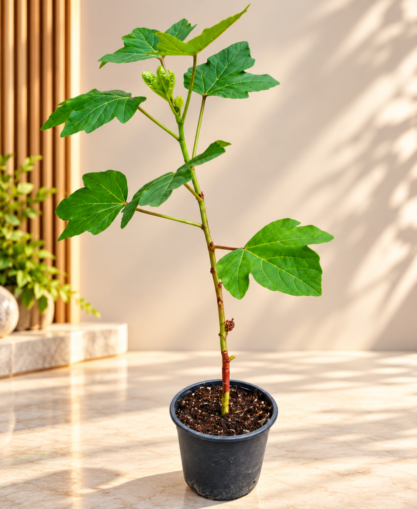 Fig Tree (Anjeer Plant)