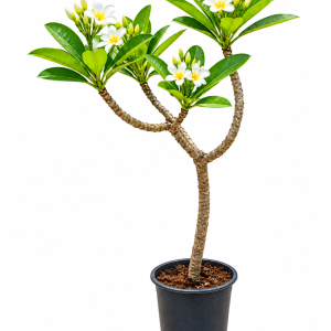 White Plumeria