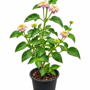 Lantana Camara (Pink & Yellow Lantana)