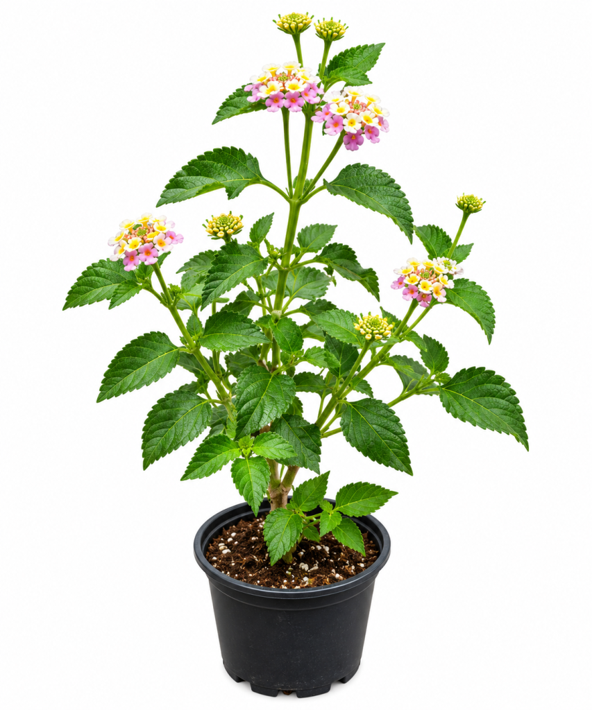 Lantana Camara (Pink & Yellow Lantana)