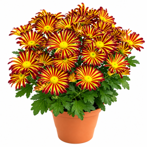 Bicolor Chrysanthemum (Red & Yellow)