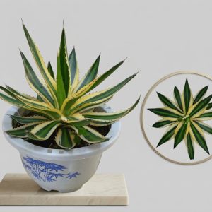 Variegated Agave