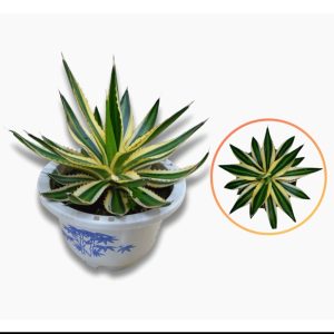 Century Plant (Agave Americana)