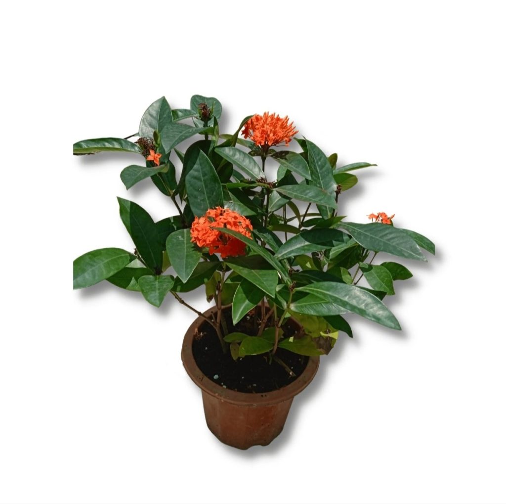 Ixora Red~Medium