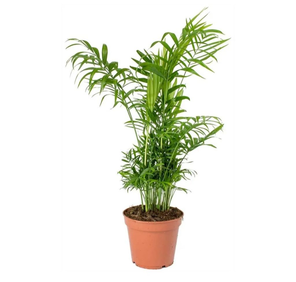 Chamaedorea Elegans (S)
