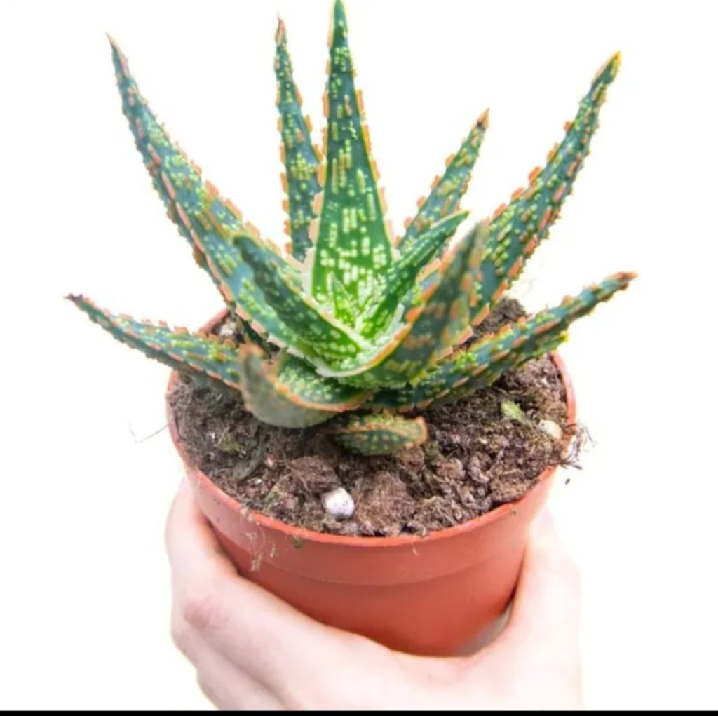 Aloe Zebrina Dannyz