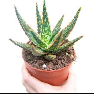 Aloe Zebrina Dannyz