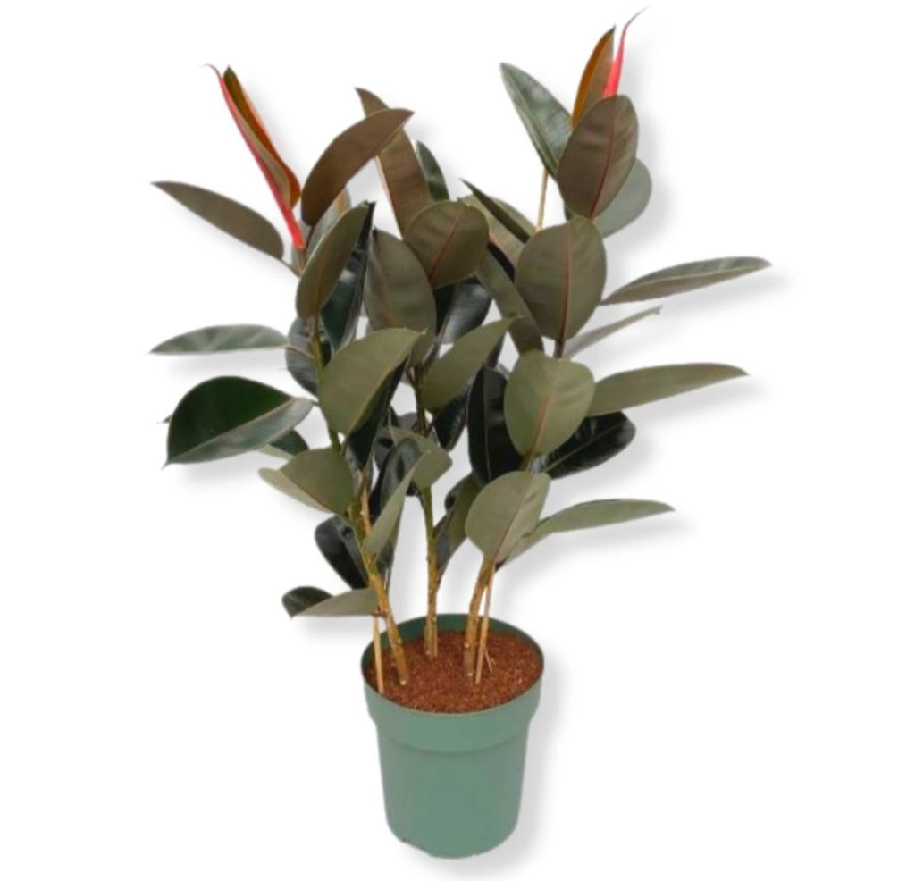 Ficus Elastica 'abidjsn' 3pp