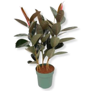 Ficus Elastica 'abidjsn' 3pp
