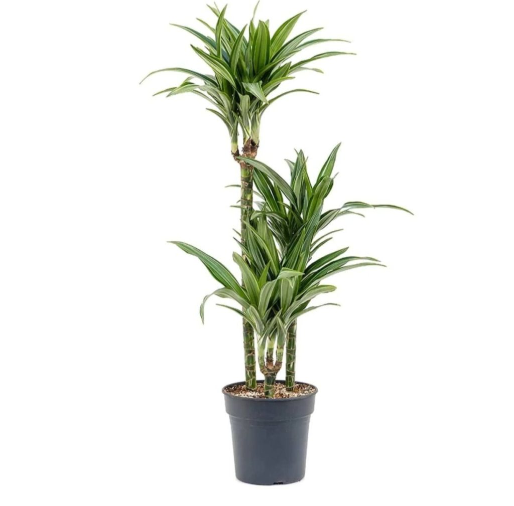 Dracaena Fragrans'warneckei'