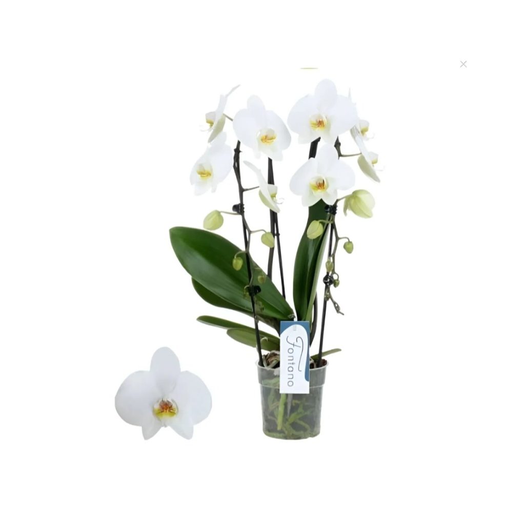Phalaenopsis Orchid-White