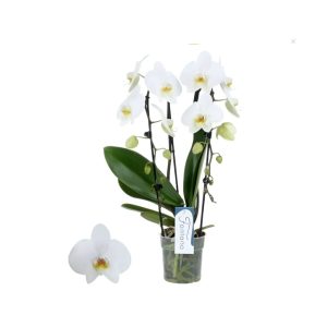 Phalaenopsis Orchid-White
