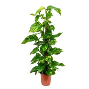 Money Plant Moss Stick (M)