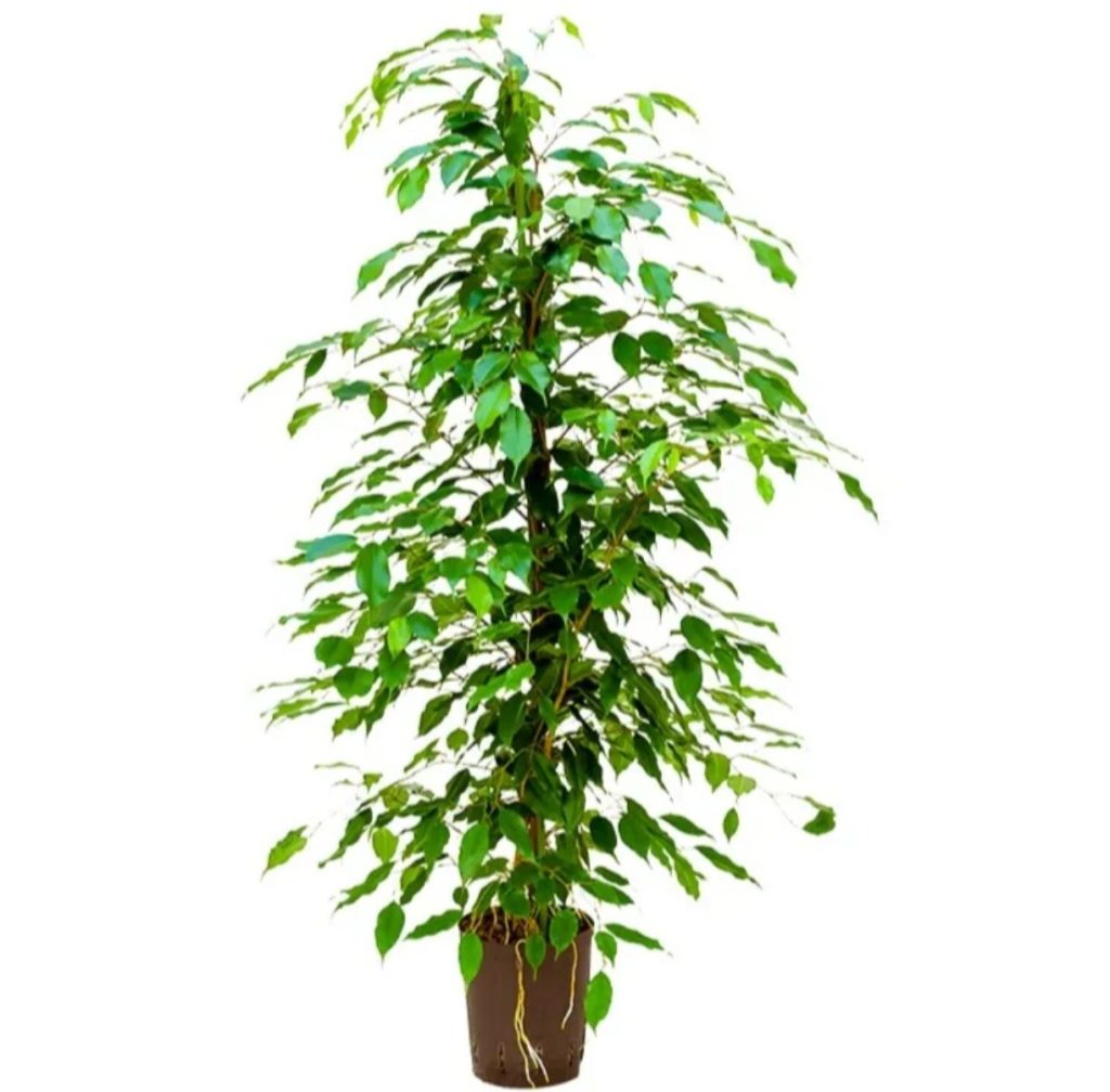 Ficus Benjamina