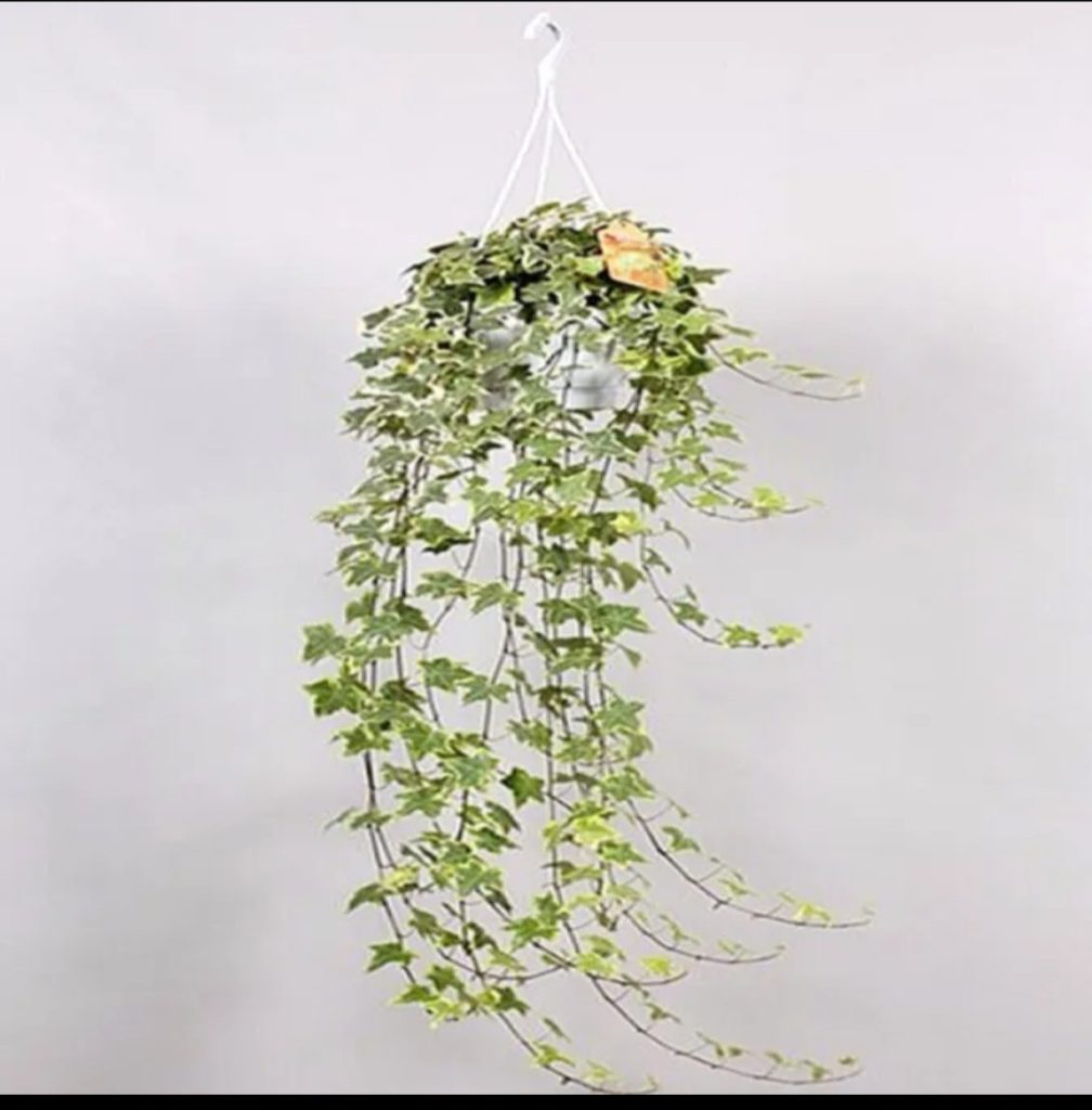 Hedera Helix Variegated Hanging