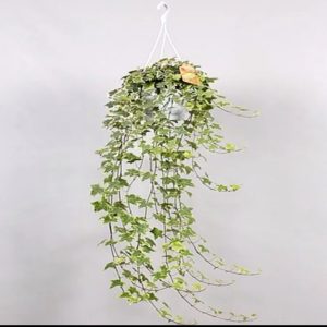 Hedera Helix Variegated Hanging