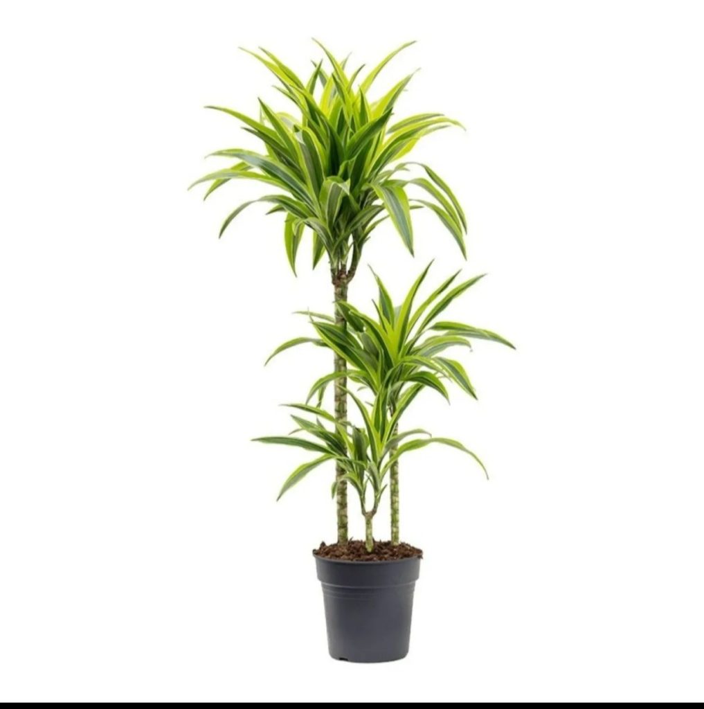 Dracaena 'lemon-lime'