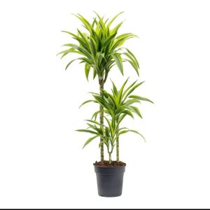 Dracaena 'lemon-lime'