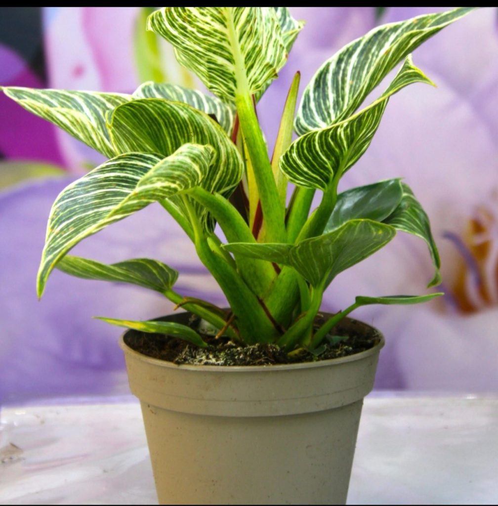 Philodendron Birkin