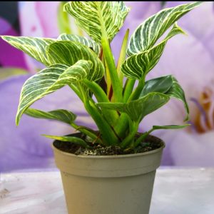 Philodendron Birkin