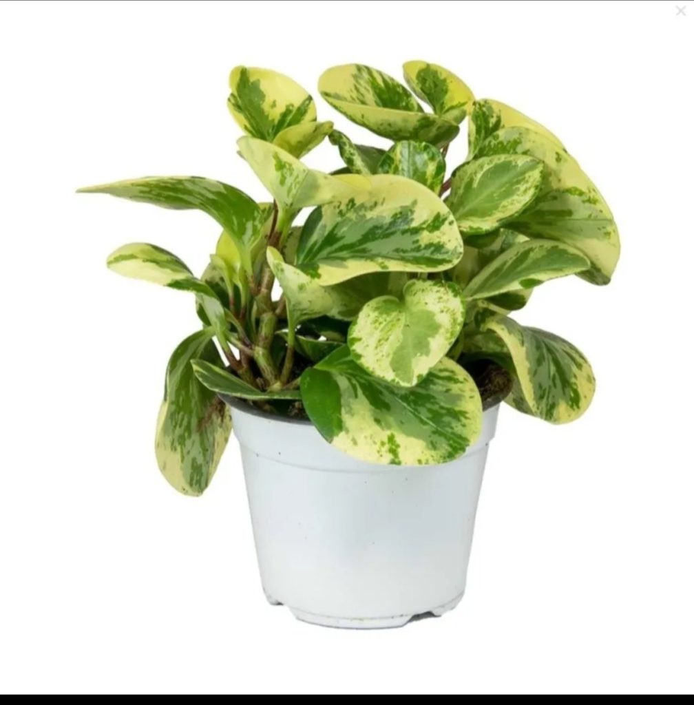 Peperomia obtusifolia Variegata