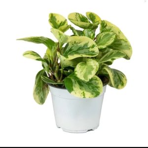 Peperomia obtusifolia Variegata