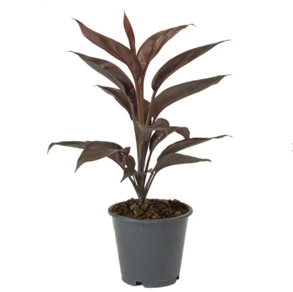 Cordyline Fruticosa 'mambo'