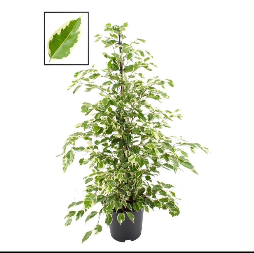 Ficus Benja 'twilight'